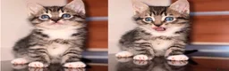 Mixed Breed cats for sale: Mixed breed kittens  in Stafford - Advert 5