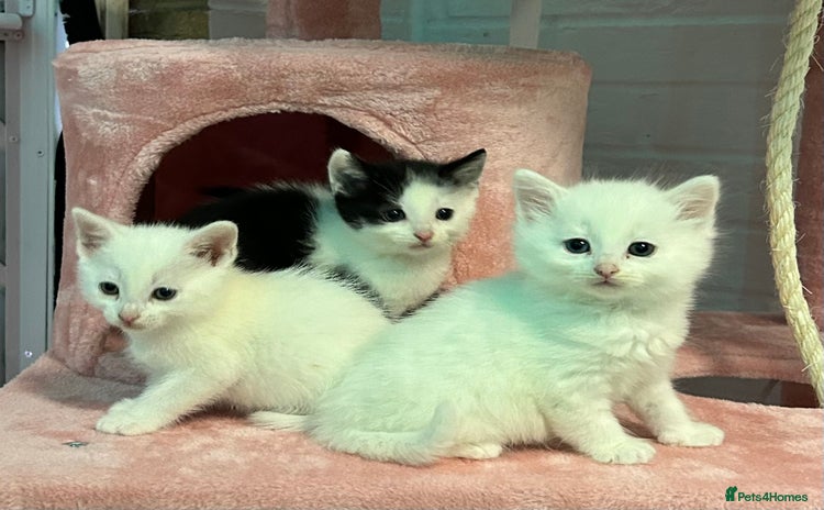 Mixed Breed cats - Advert 3