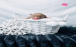 American Bully dogs for sale: Beautiful American Bully Pups  - Image 7