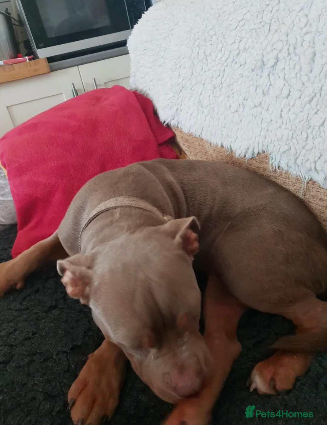 Staffordshire Bull Terrier dogs for sale: Re homing nearly 2 year old female  - Advert 2