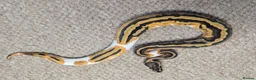 Python Snake reptiles for sale: 2026 Royal Python Hatchlings - Advert 3