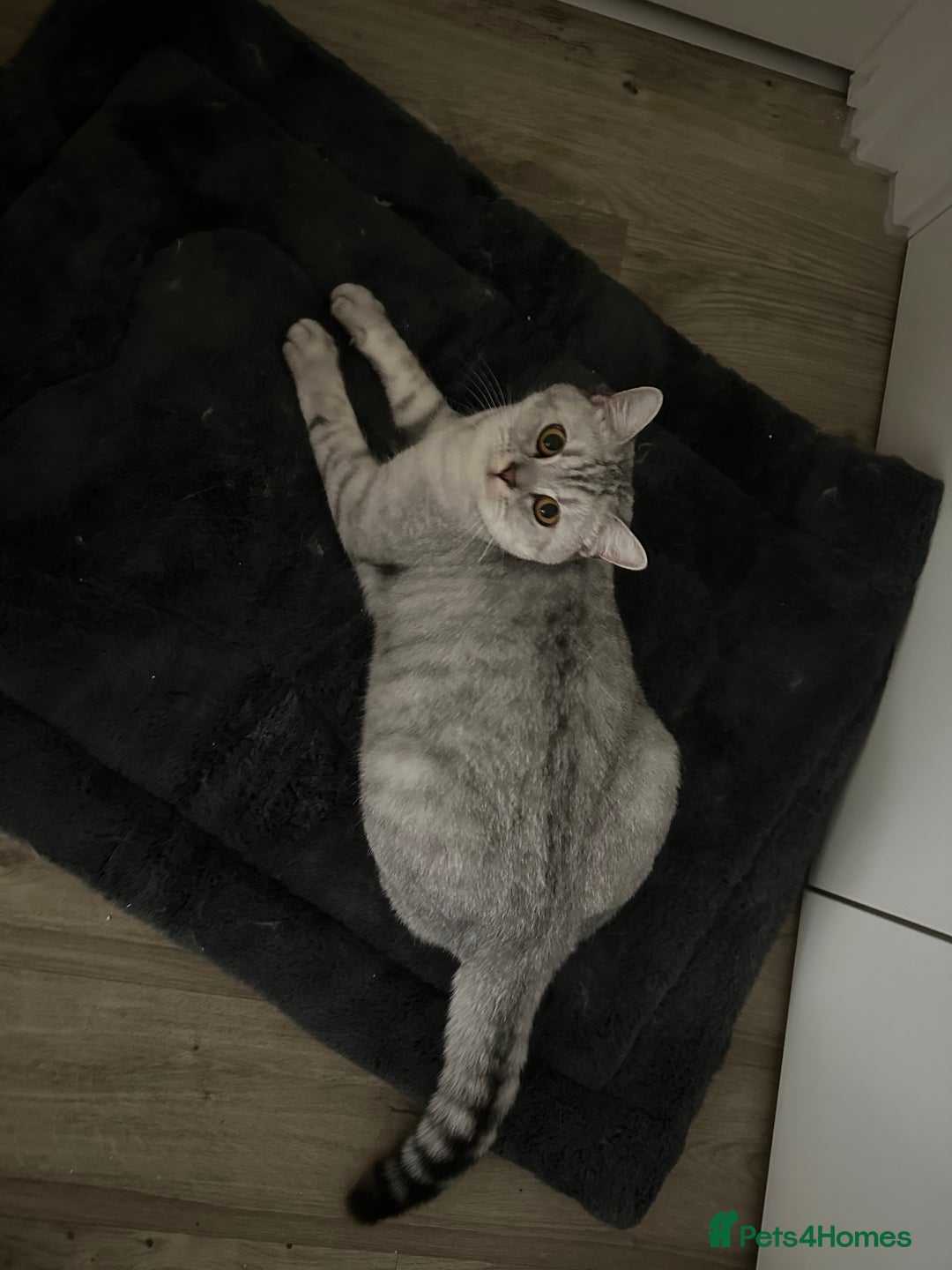 British Shorthair cats for sale: 2x British Shorthair - Advert 13