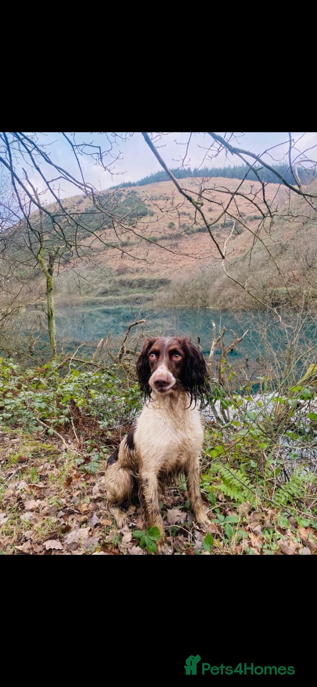 English Springer Spaniel dogs for stud: English springer spaniel  - Advert 5