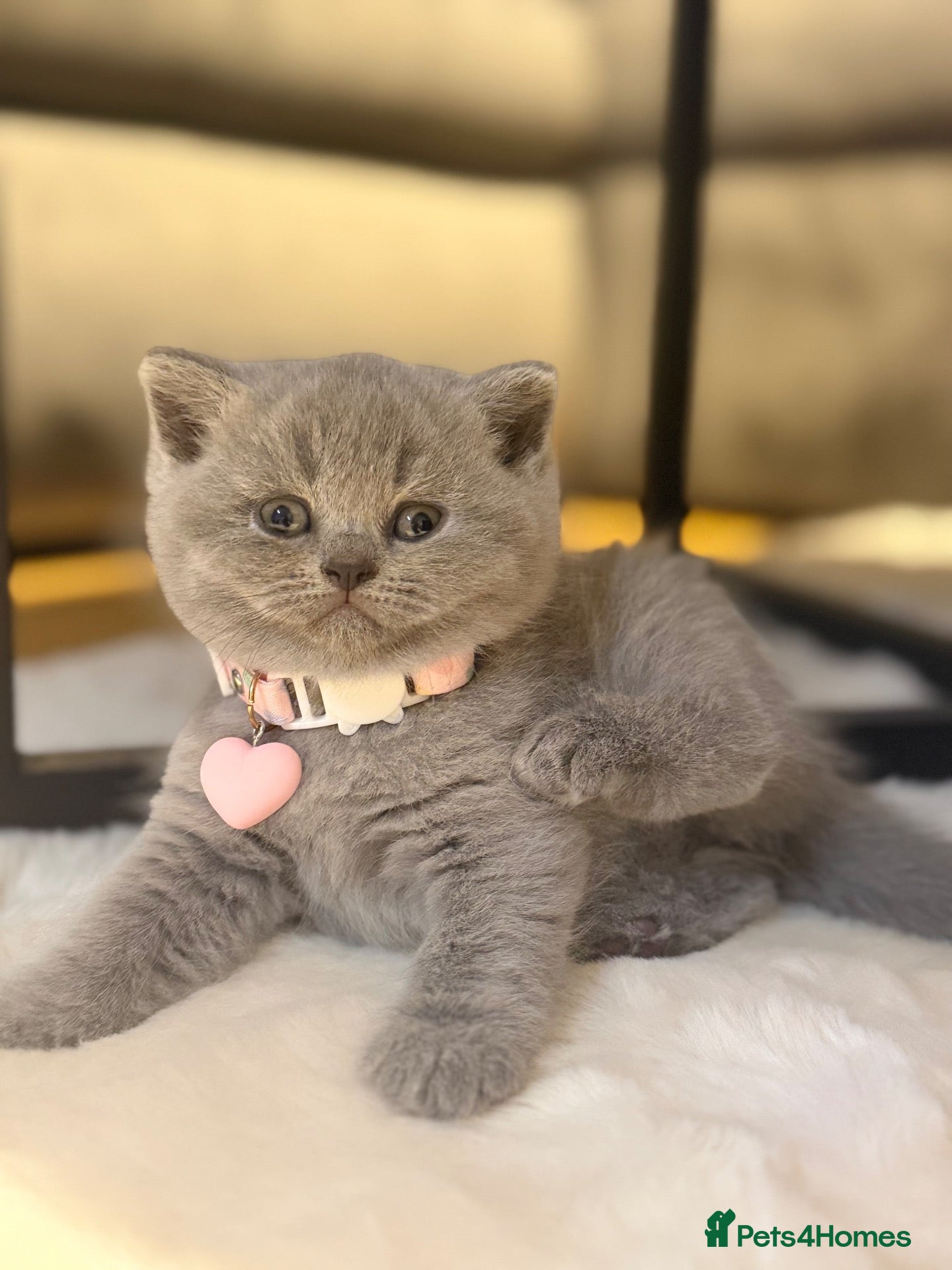 Scottish Fold cats Schotish straight  - Advert 2