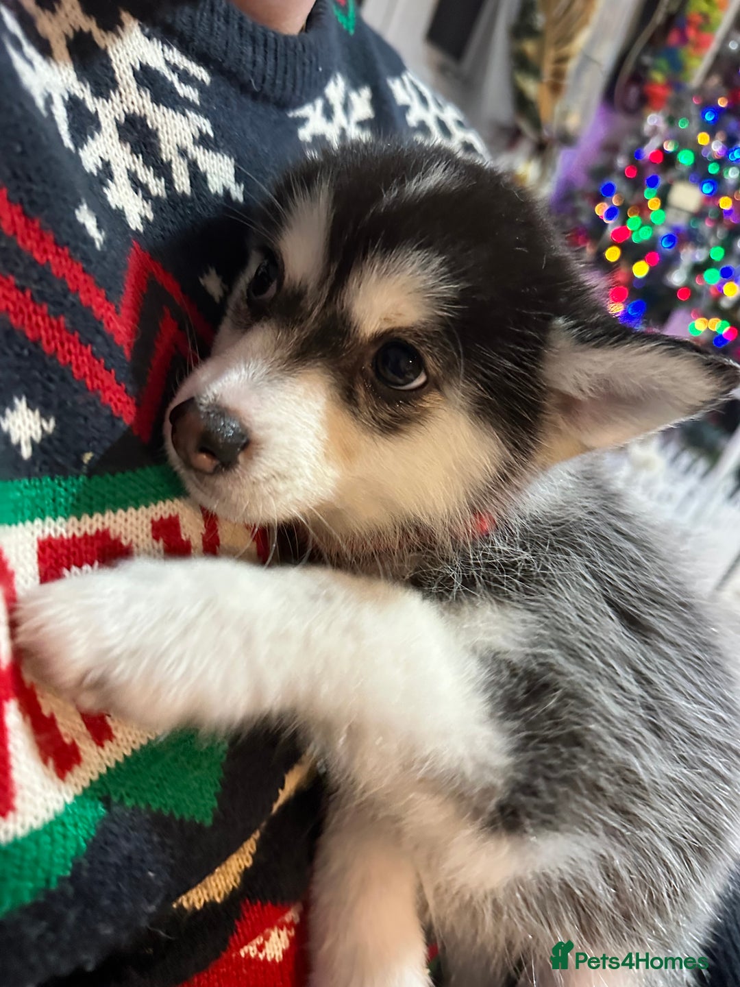 Pomsky dogs for sale: READY SMALL F4 POMSKY - Advert 34