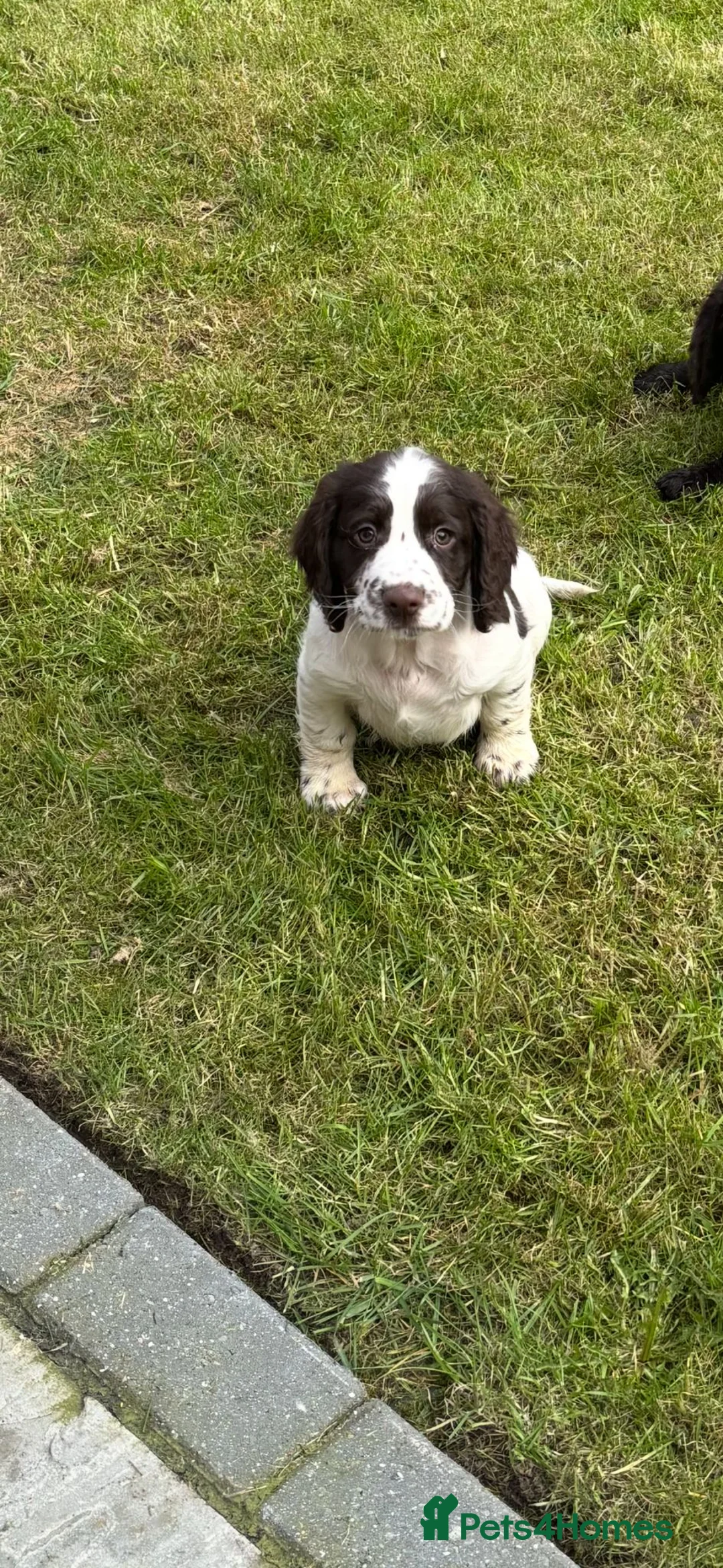 Cocker Spaniel dogs for sale: Cocker spaniel pups - Advert 2