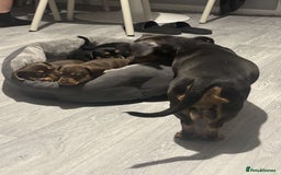 Miniature Dachshund dogs for sale: Beautiful sausage dogs🥰 - Image 6