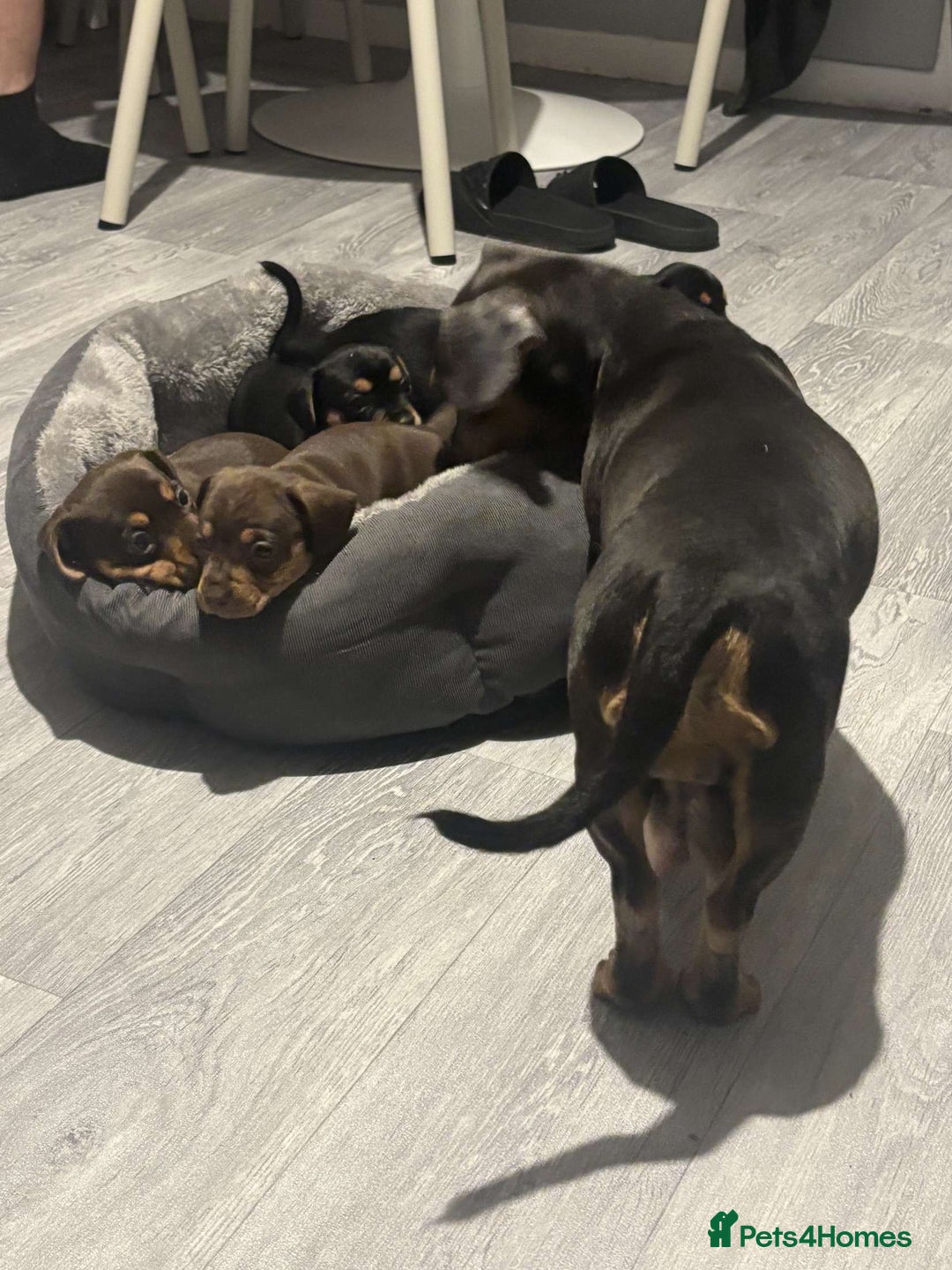 Miniature Dachshund dogs for sale: Beautiful sausage dogs🥰 - Image 6