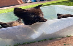 Mixed Breed cats for sale: Semi Longhaired Kittens - Image 4