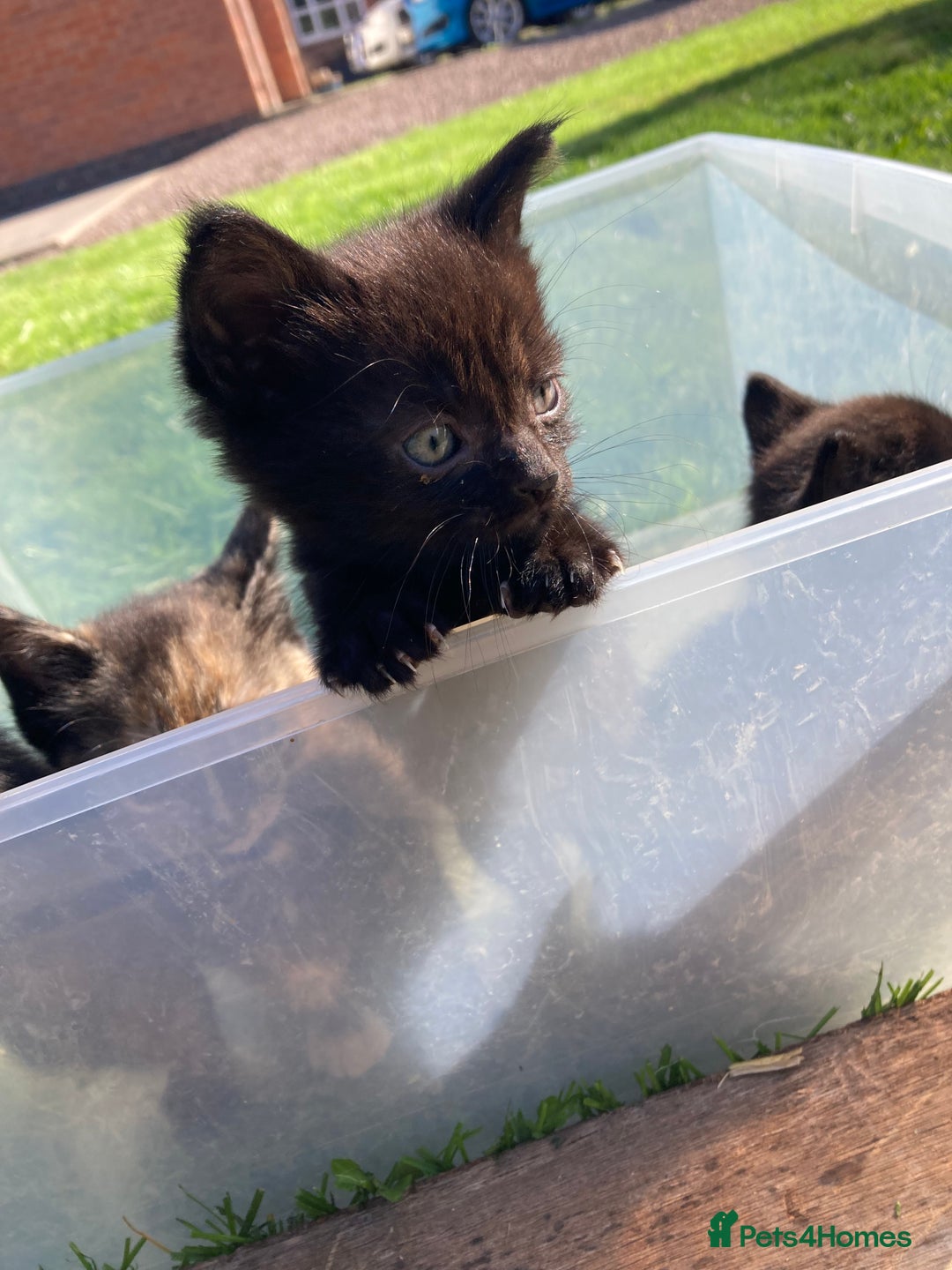 Mixed Breed cats for sale: Semi Longhaired Kittens - Image 4