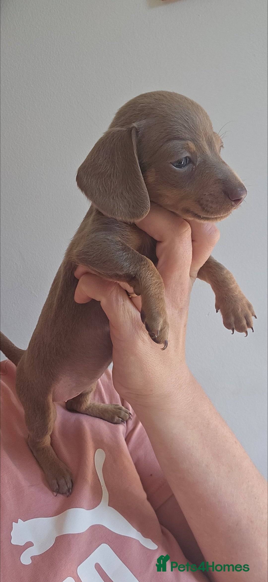 Miniature Dachshund dogs for sale: KC REGISTERED miniature DACHSHUND!!  - Image 7