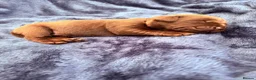Labrador Retriever dogs for sale: Chocolate Labrador Puppies in Spalding - Advert 7
