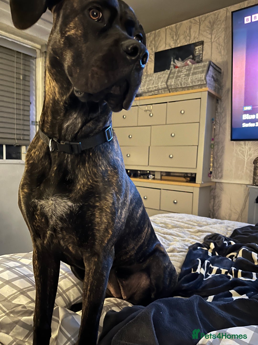 Cane Corso dogs for sale: Cane corso female  - Advert 2