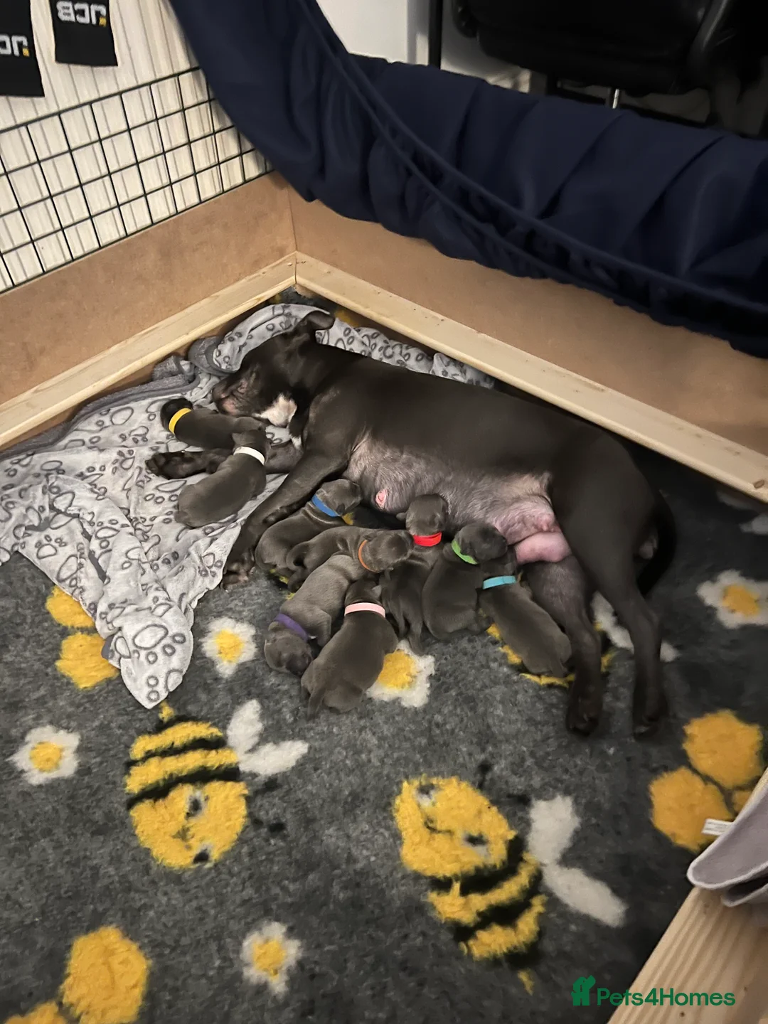 Staffordshire Bull Terrier dogs for sale: Top Quality Blue Staffys - Advert 9