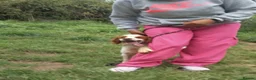 Brittany Spaniel dogs for adoption: Tango - Advert 4