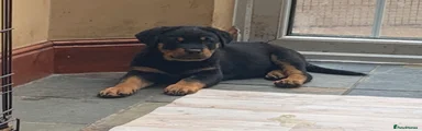 Rottweiler Puppy 3