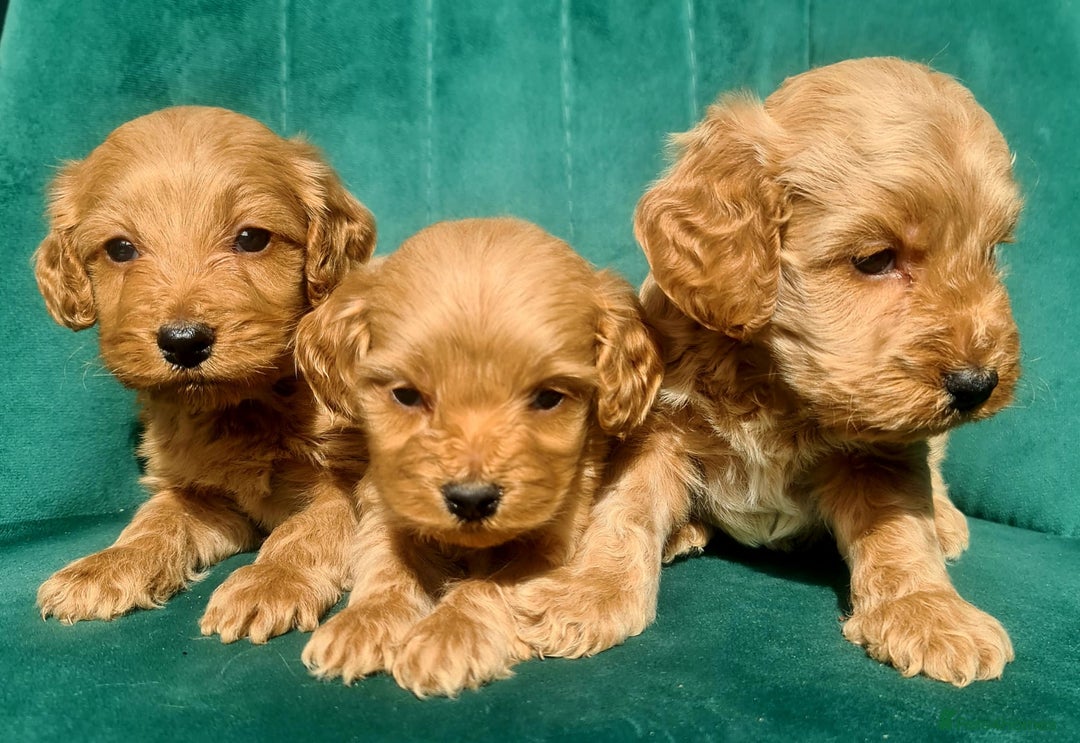 Cavapoo dogs for sale: Cavapoo puppies  - Image 5