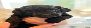 Posie