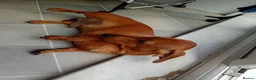 Miniature Dachshund dogs for sale: * tan miniature daschaund *  - Advert 7