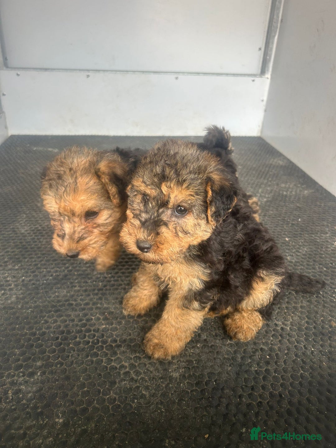 Lakeland Terrier dogs for sale: Lakeland terrier puppies - Image 21