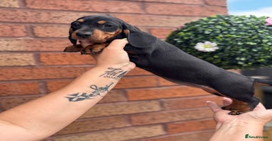 Dachshund dogs - Advert 16