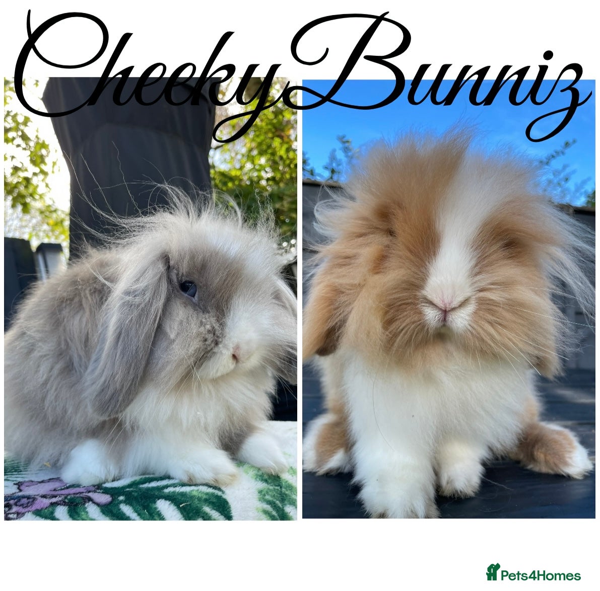 Mini Lion Lop rabbits Mini Lion Lop ** WAITING LIST** - Advert 3