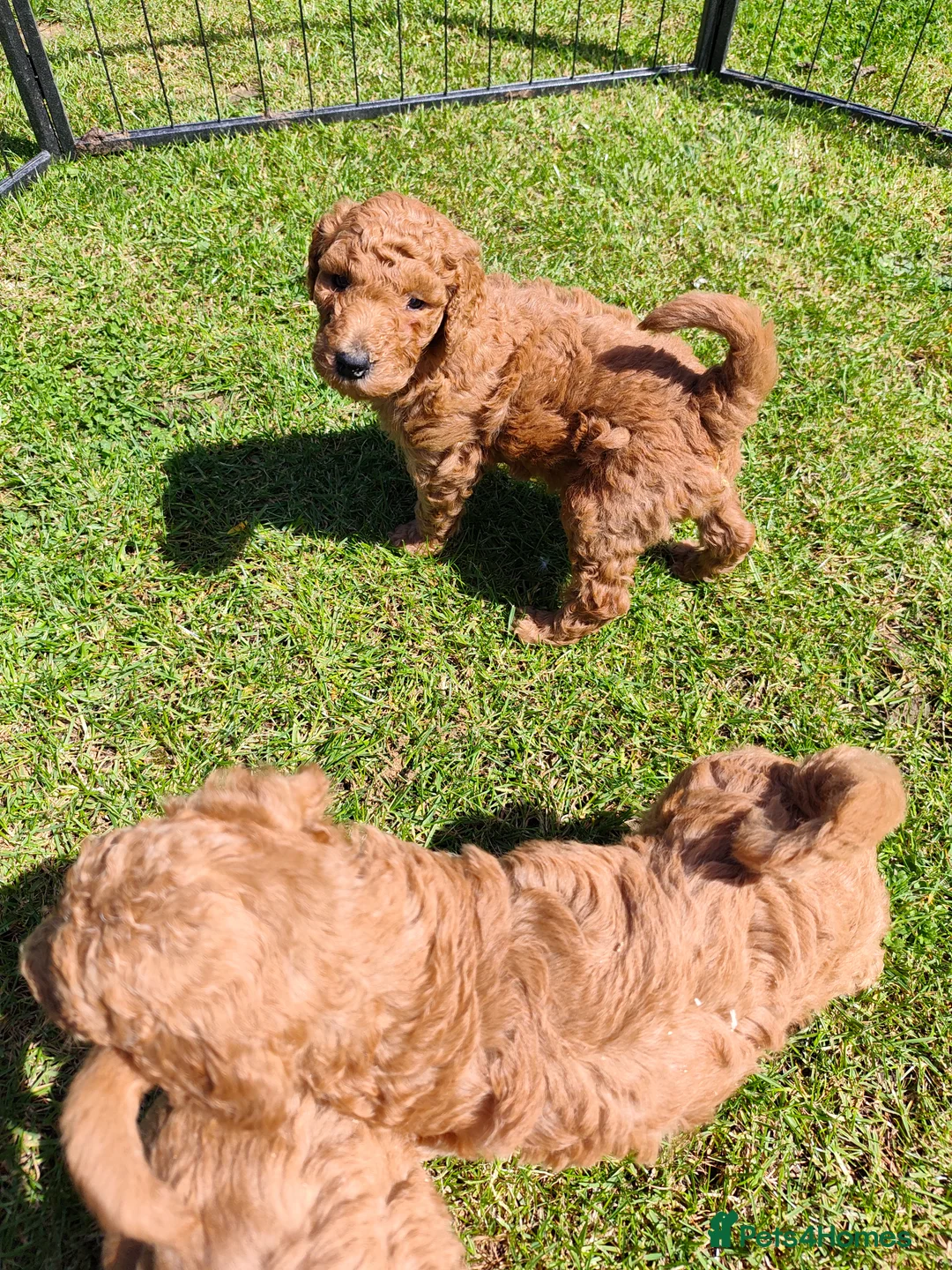 Standard Poodle dogs for sale: Red Standard Poodle puppies - Advert 1