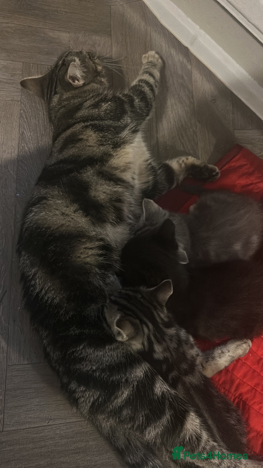 Mixed Breed cats for sale: Last fur baby!  - Advert 2