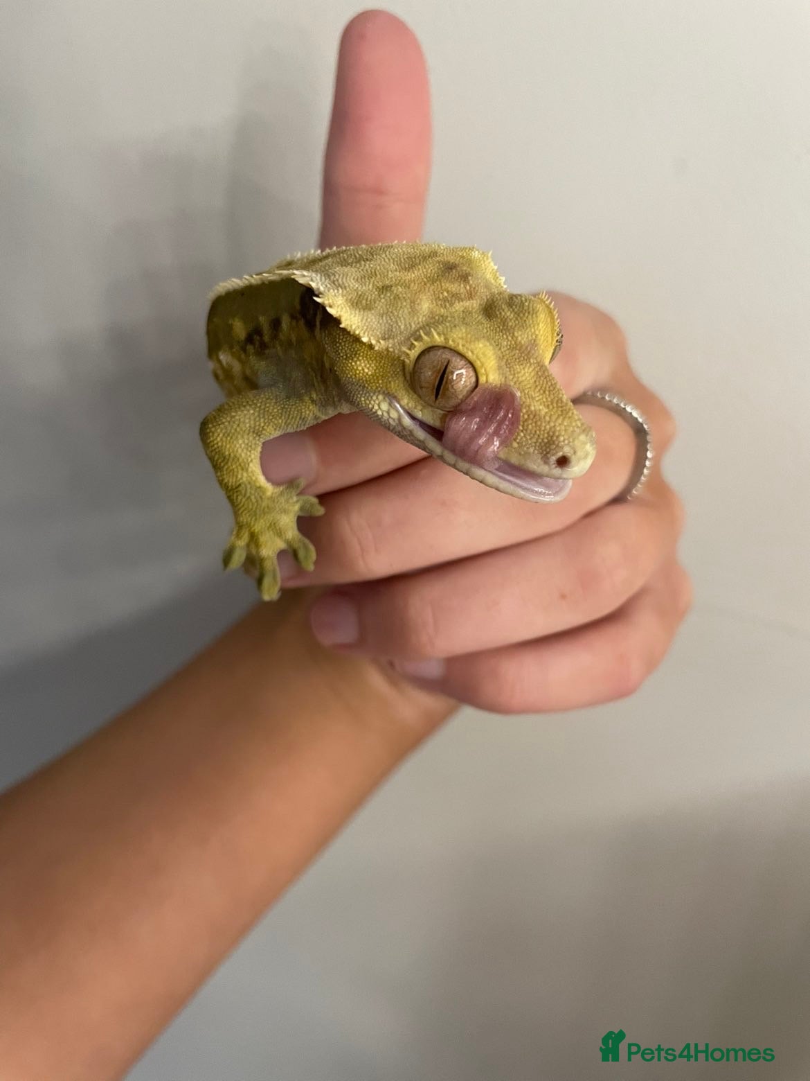 Gecko reptiles crested gecko and vivarium - Advert 6