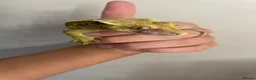 Gecko reptiles for sale: crested gecko and vivarium in Waterlooville - Advert 1