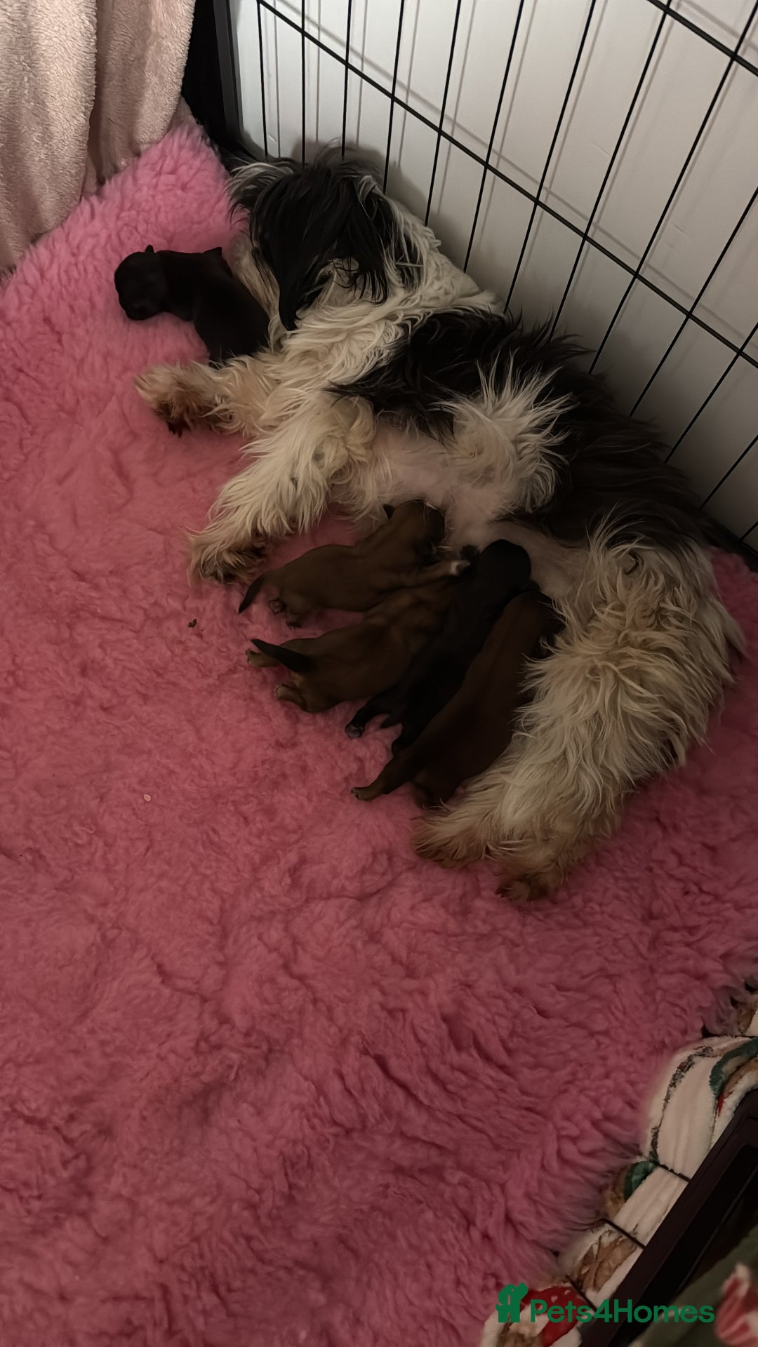 Shih Tzu dogs for sale: Shih tzu puppies  - Advert 2