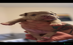 Mixed Breed dogs for sale: Stunning English bulldog mix pocket bully  - Image 14