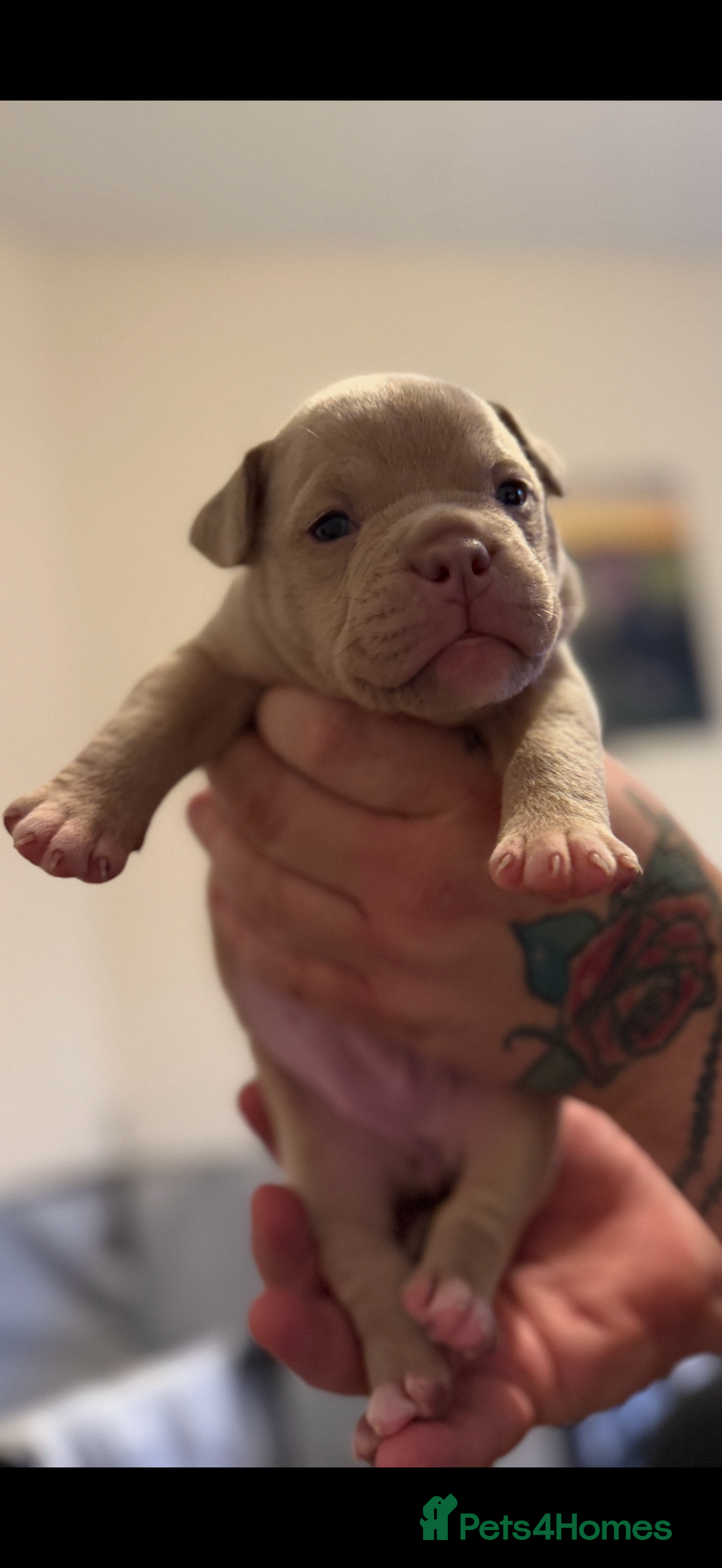 Mixed Breed dogs for sale: Stunning English bulldog mix pocket bully  - Image 14