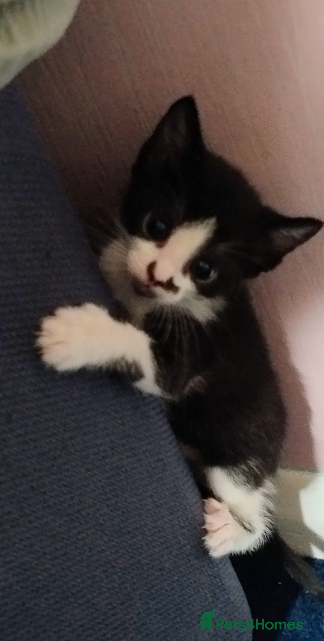 Mixed Breed cats for sale: Stunning kittens - Image 4