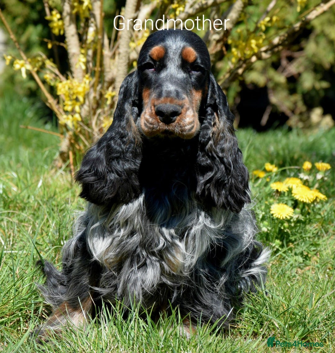 Cocker Spaniel dogs for sale: Show Cocel Spaniel- K.C. Reg. - Image 15