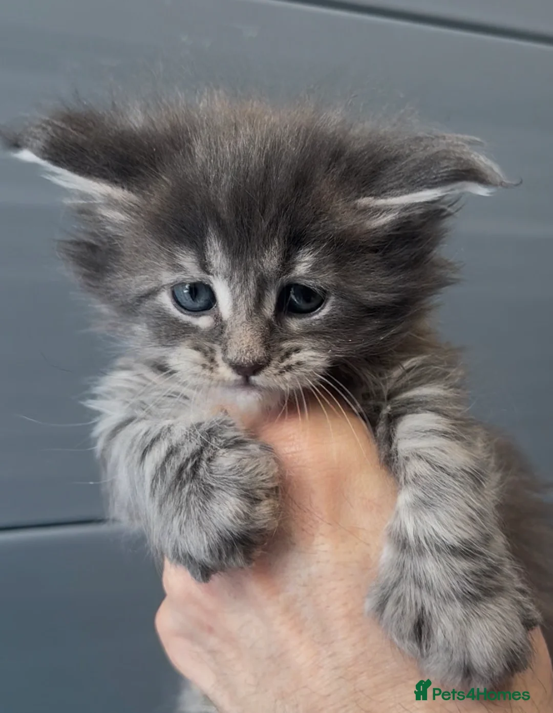 Maine Coon cats for sale: XL beautiful maine coon kittens  - Advert 13