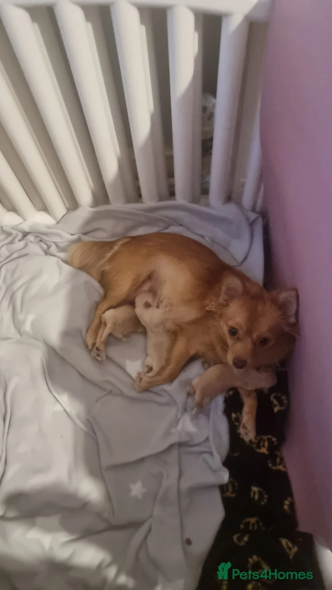 Pomeranian dogs for sale: Baby pon  in London - Advert 9
