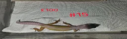 Leopard Gecko reptiles for sale: Leopard Geckos  - Advert 2