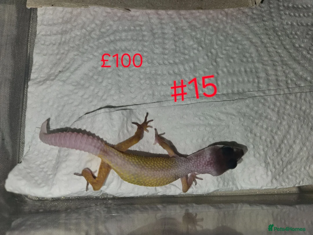 Leopard Gecko reptiles for sale: Leopard Geckos  - Advert 2