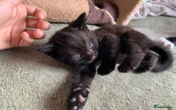 Domestic Shorthair cats for sale: Tabby kittens for sale - Image 7