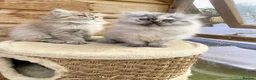 Persian cats for sale: BEAUTIFUL DOLL FACE FULL PERSIAN LONG HAIR KITTEN - Advert 8