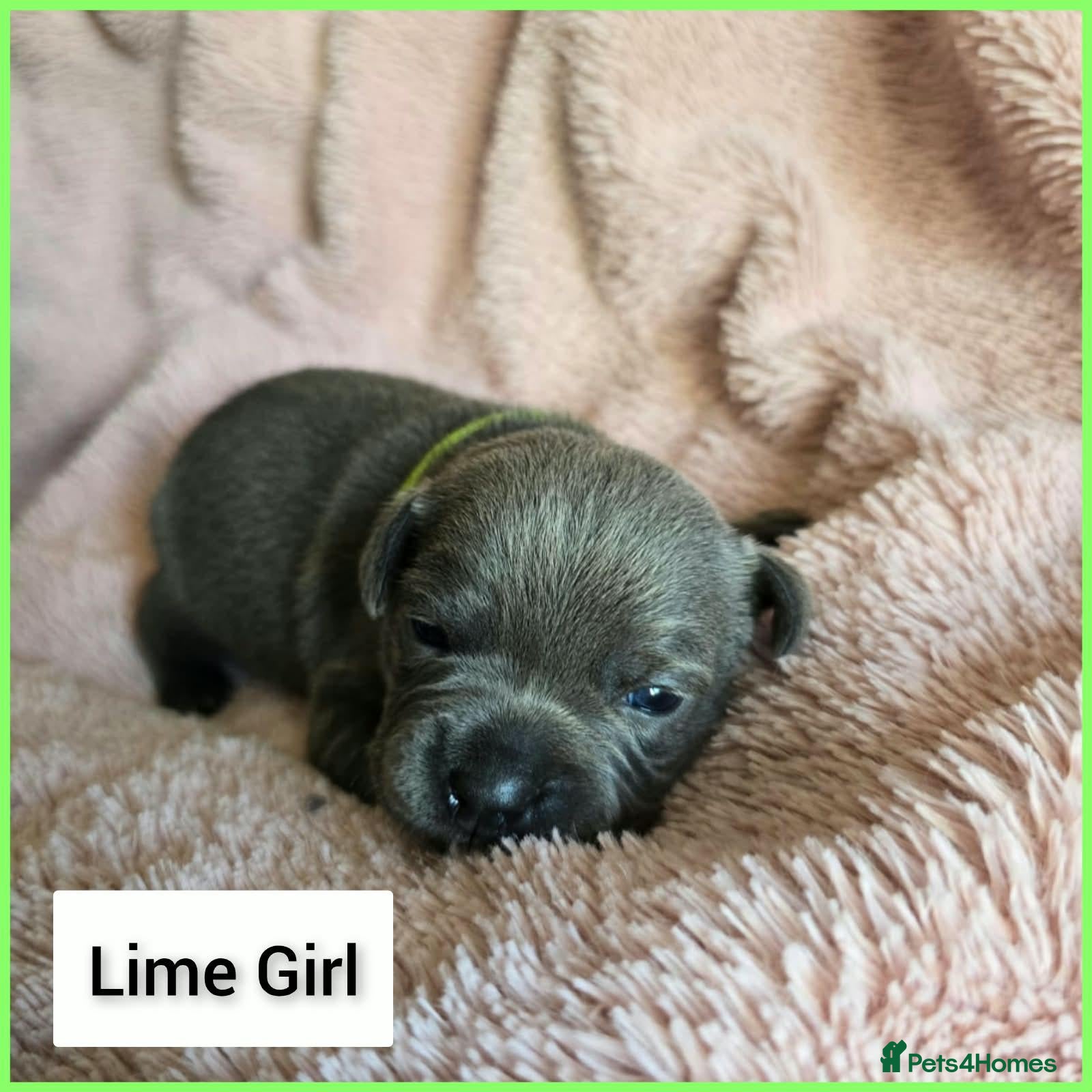 Staffordshire Bull Terrier dogs Blue staffie pups 🐶  - Advert 2