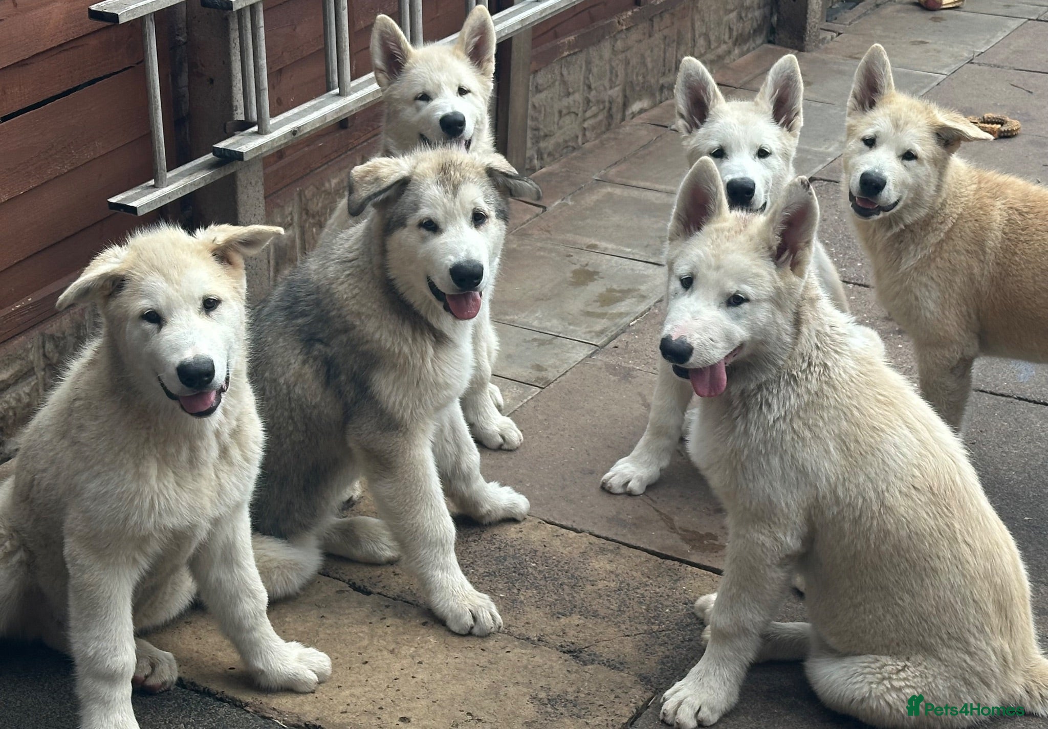 Alaskan Malamute dogs Beauties looking for their Beast - Advert 1