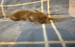 Mini Lion Lop rabbits for sale: Gorgeous lion lop babies  - Image 13