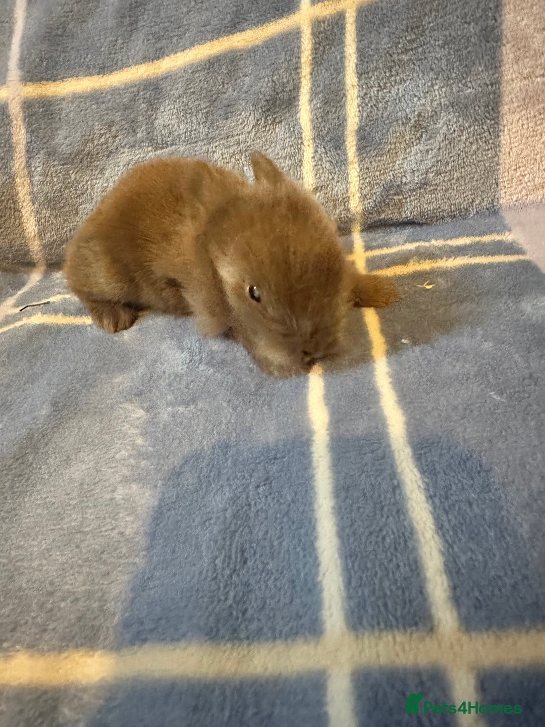 Mini Lion Lop rabbits for sale: Gorgeous lion lop babies  - Image 13