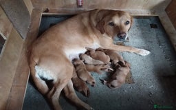 Labrador Retriever dogs for sale: Two Beautiful Little Boys - Image 6