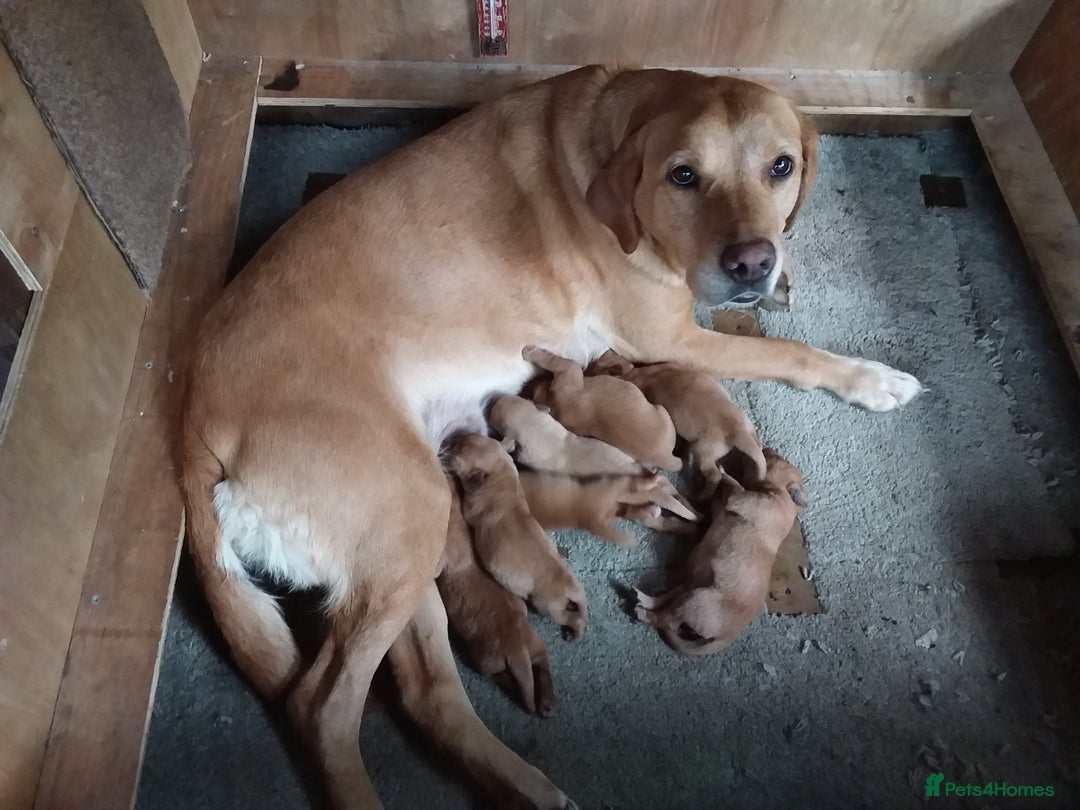 Labrador Retriever dogs for sale: Two Beautiful Little Boys - Image 6