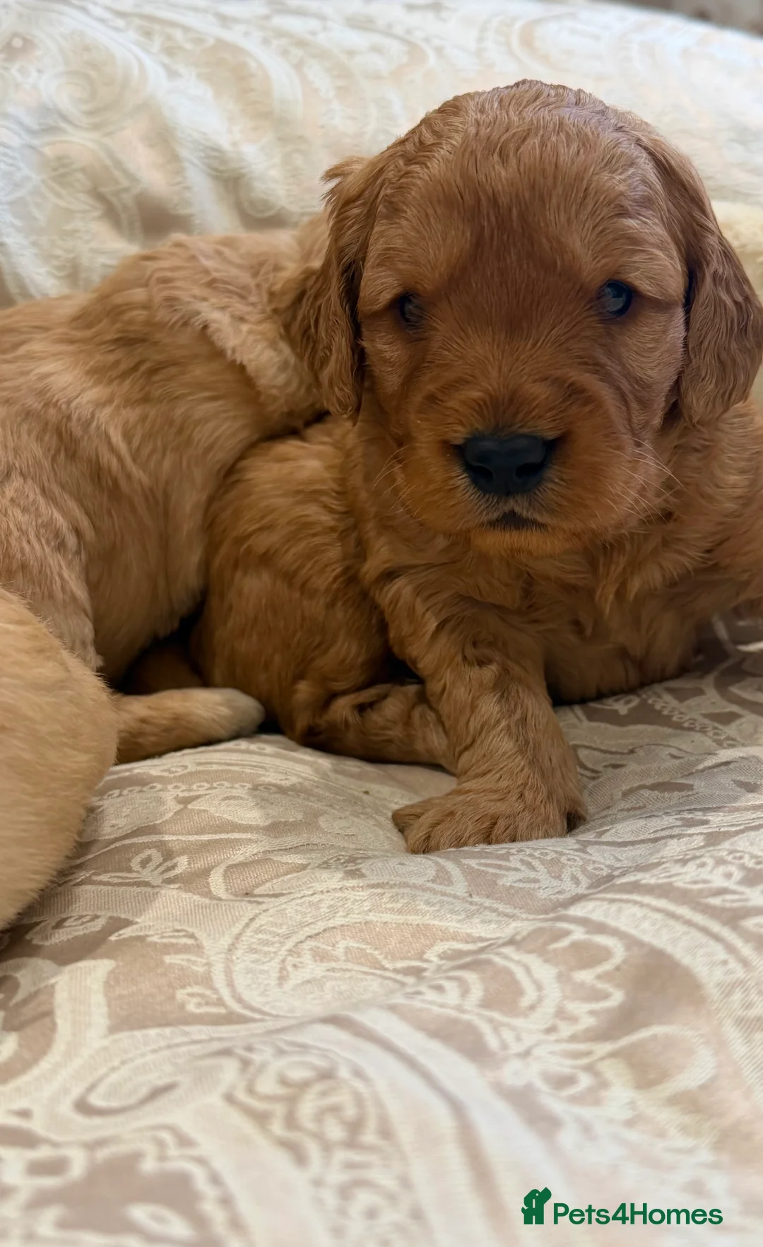 Mini Goldendoodle dogs for sale: Lovely Golden doodle puppies ready now  - Advert 9