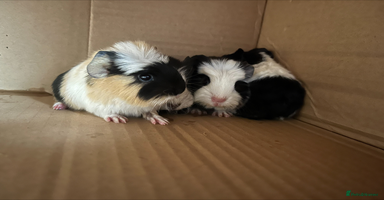 Guinea Pig rodents - Advert 3