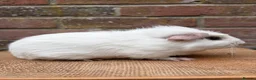 Guinea Pig rodents for sale: Handsome board  - Advert 4